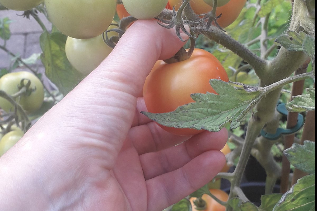 Tomaten